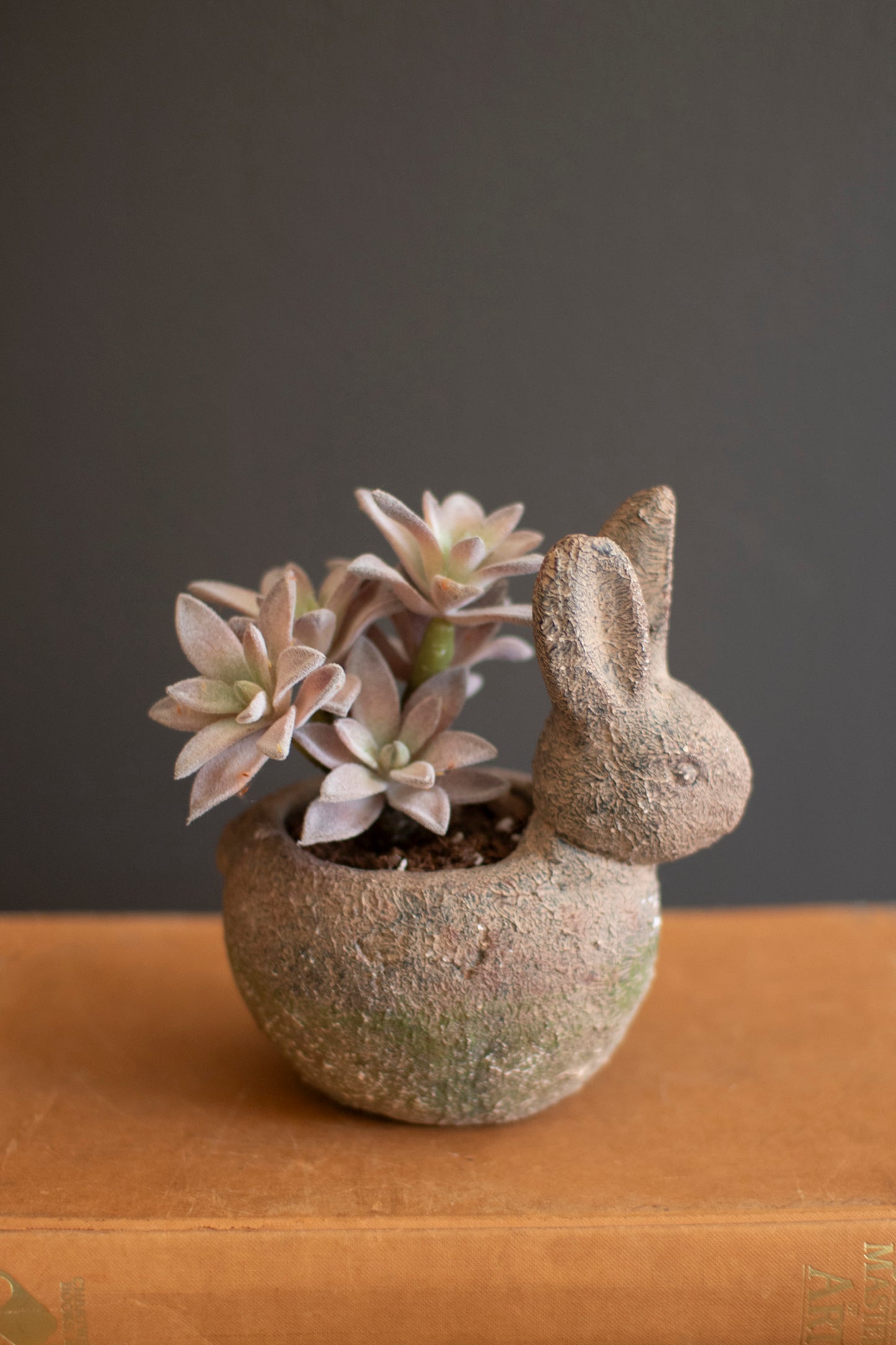 Rustic Terracotta Rabbit Planter