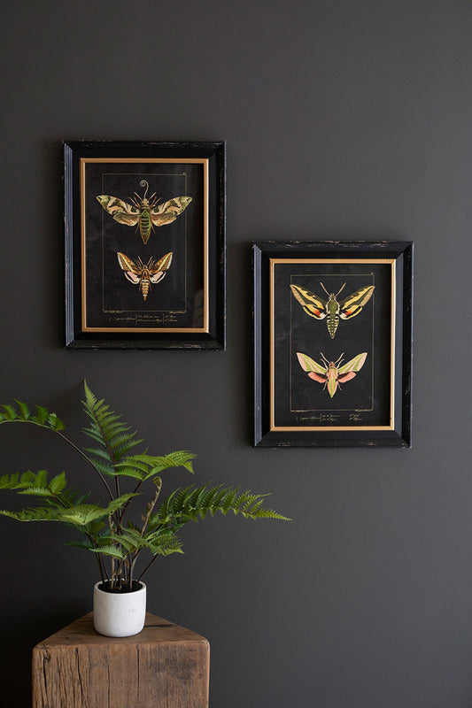 Set of 2 Framed Moth Prints Under Glass