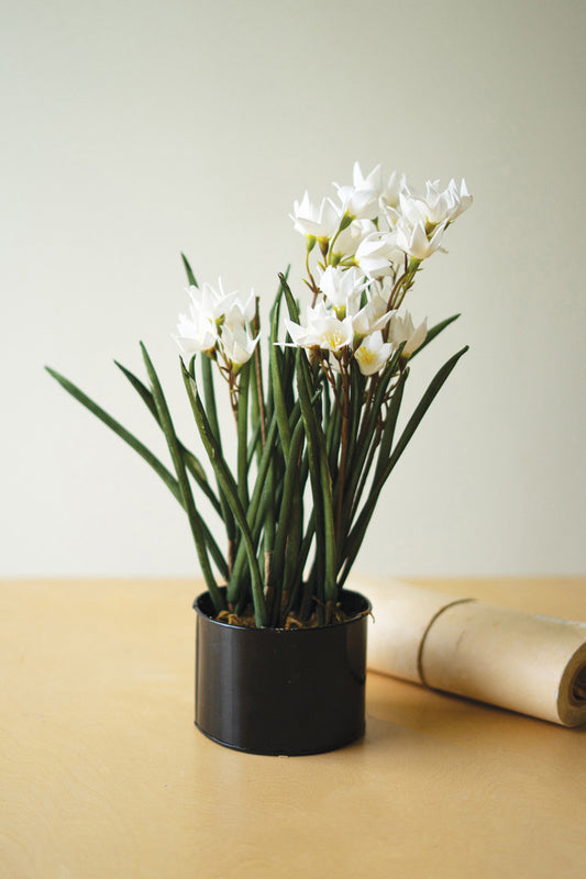 Potted Paper Whites in a Black Plastic Pot