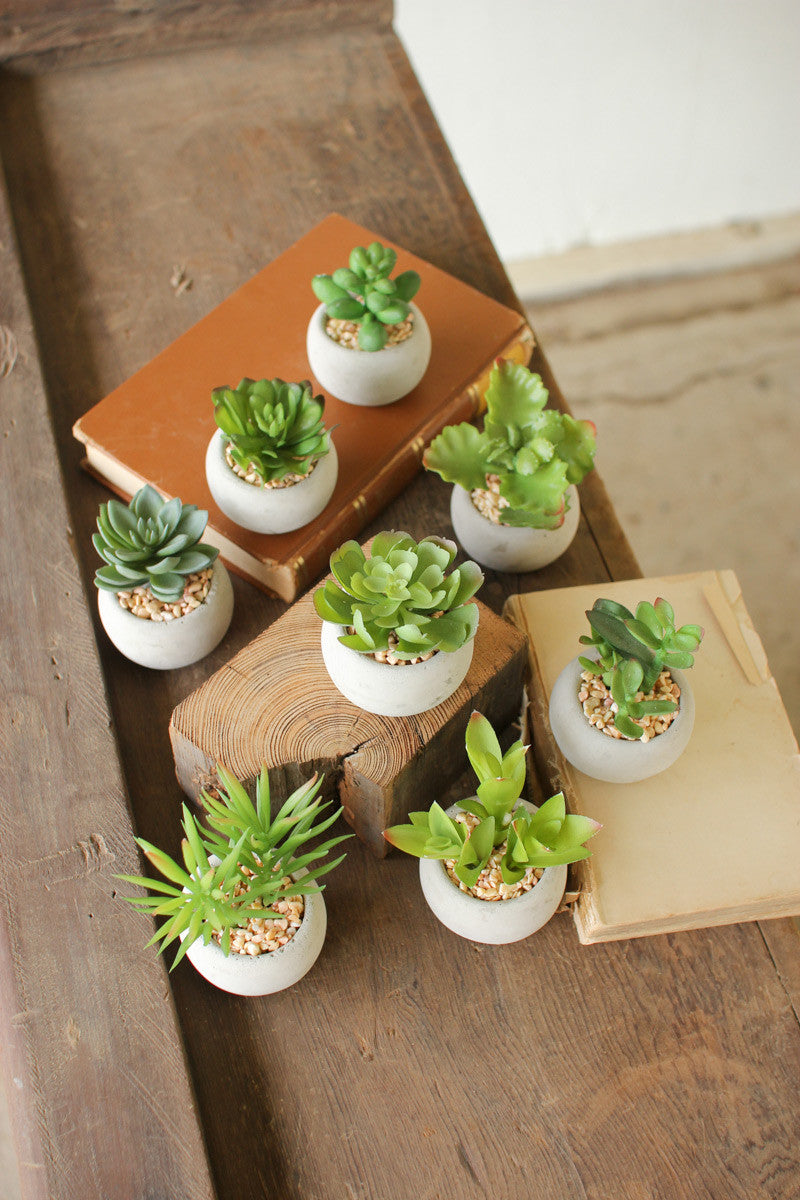 SET OF EIGHT SMALL SUCCULENTS WITH ROUND CEMENT POT