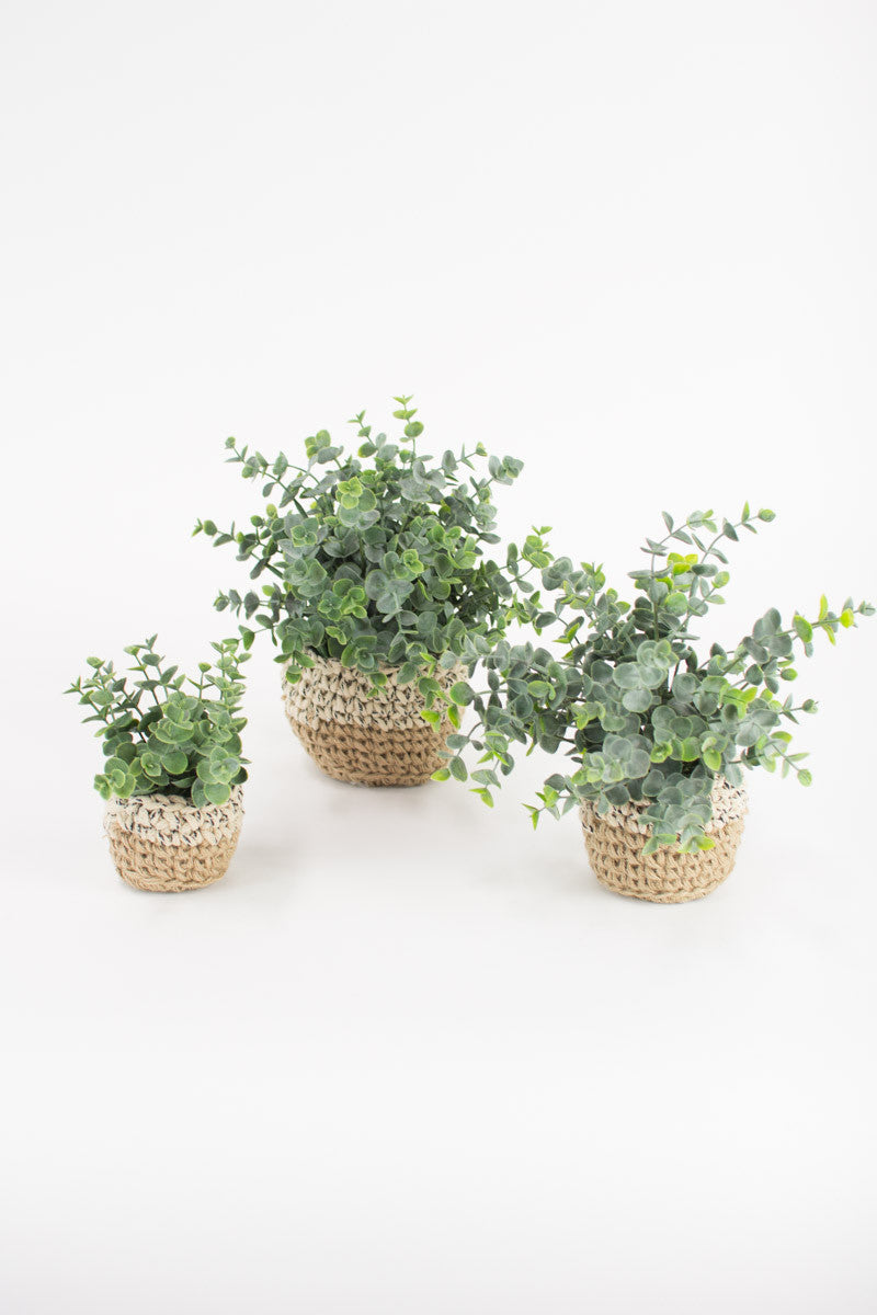 SET OF THREE ARTIFICIAL EUCALYPTUS PLANTS IN WOVEN POTS