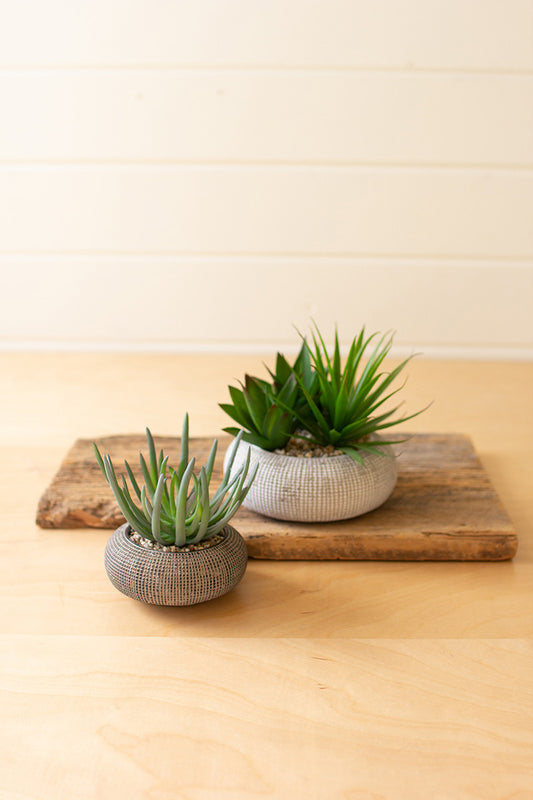 SET OF TWO SUCCULENTS IN CONCRETE POTS