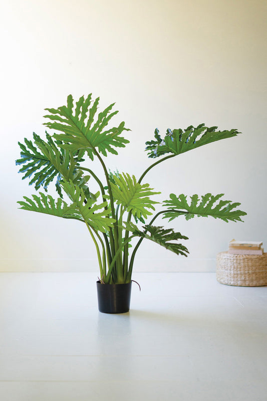 Split Leaf Palm Tree in a Black Plastic Pot