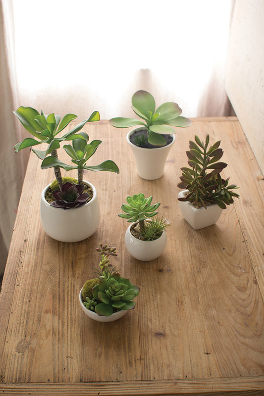 SET OF FIVE ARTIFICIAL SUCCULENTS W WHITE CERAMIC POTS