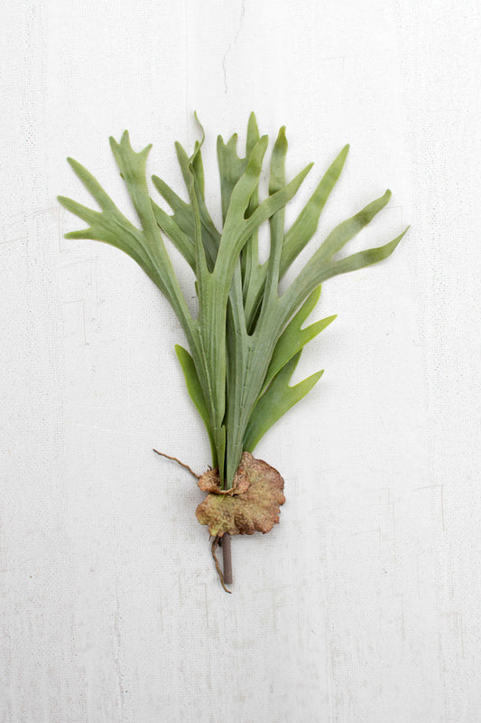 ARTIFICIAL STAGHORN FERN STEM