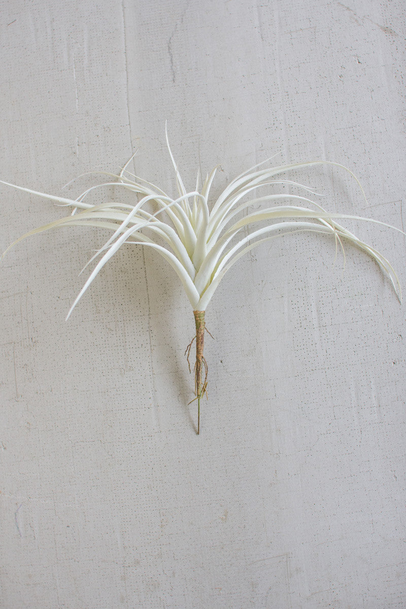 WHITE AIR PLANT (2 Size Options)