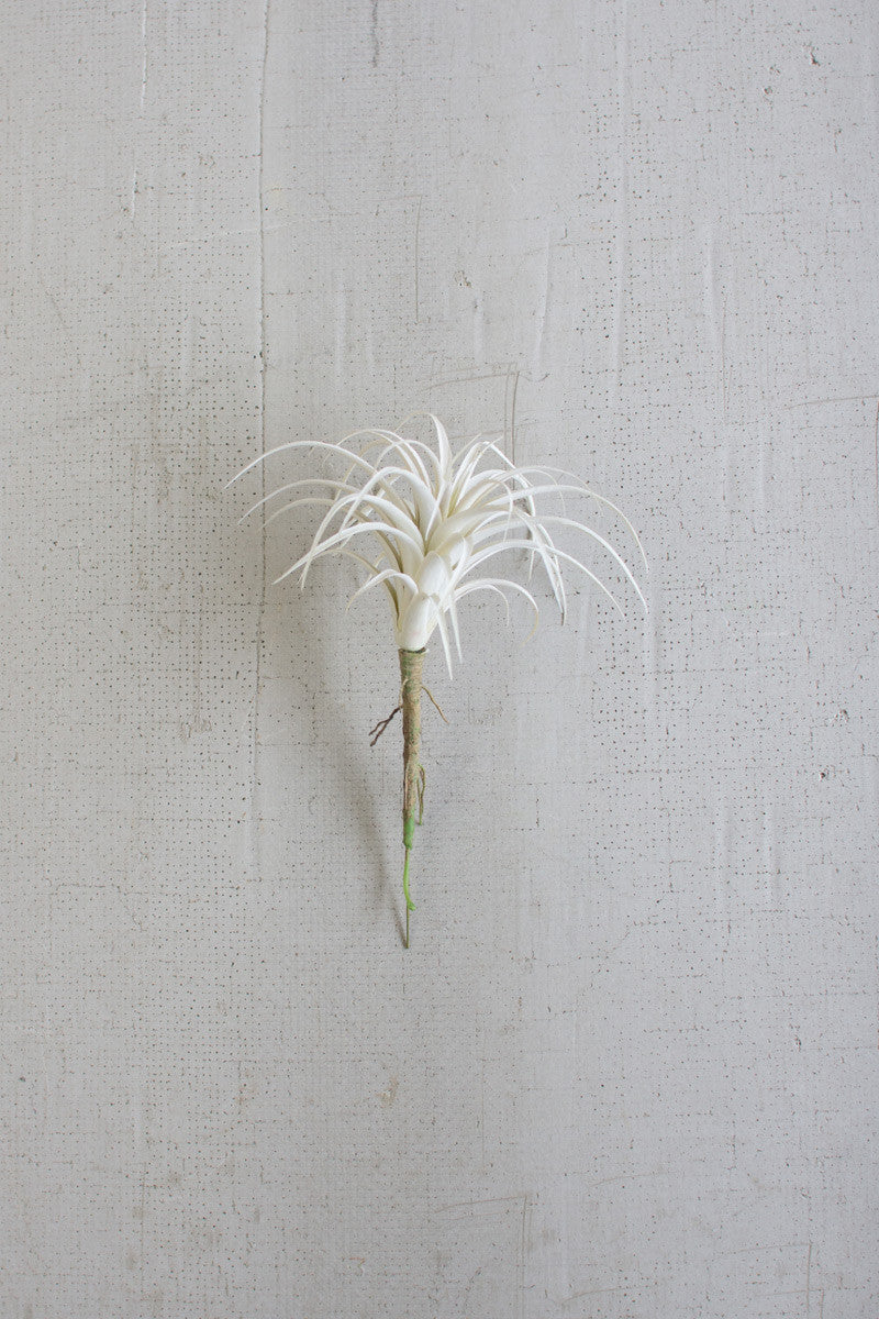 WHITE AIR PLANT (2 Size Options)