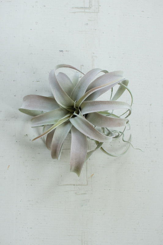 EXTRA LARGE TILLANDSIA PLANT