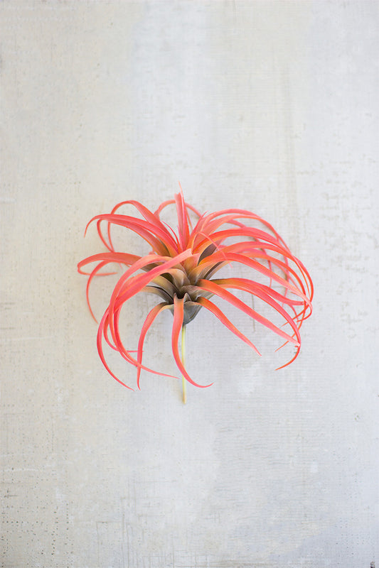 FLOCKING RED AIR PLANT