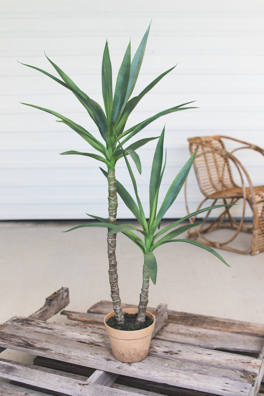 ARTIFICIAL HENEKEN PLANT WITH FAUX TERRACOTTA POT