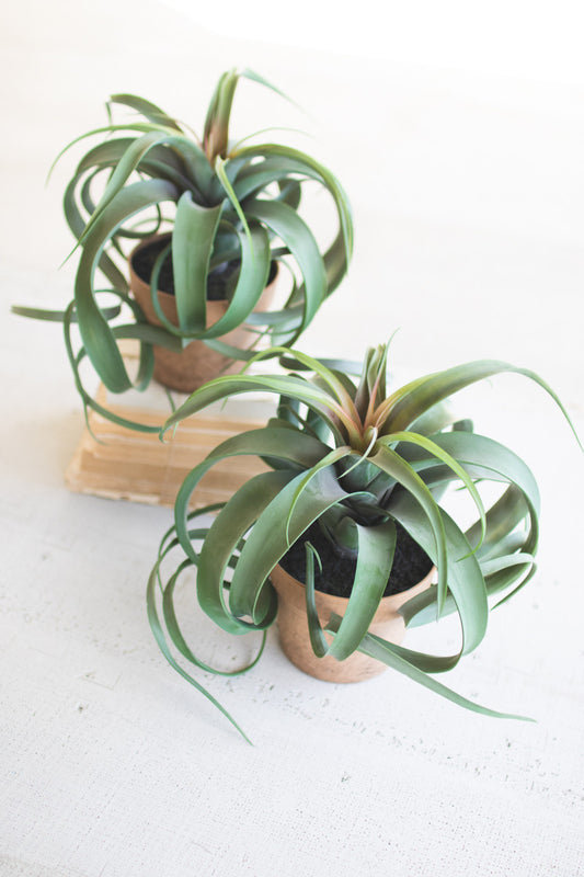 ARTIFICIAL AIR PLANT IN A FAUX TERRACOTTA POT