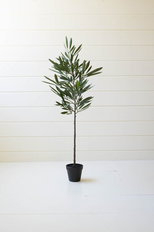 EUCALYPTUS TREE IN A BLACK POT