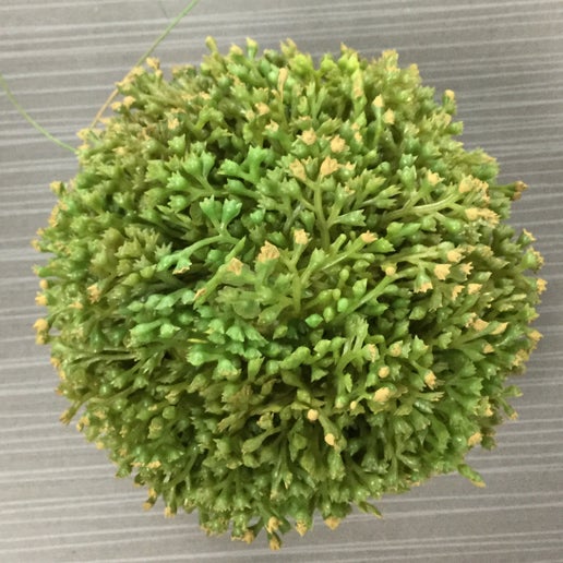4" Green Seed Ball